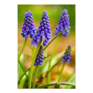 Grape Hyacinths, Ohio Photo Print