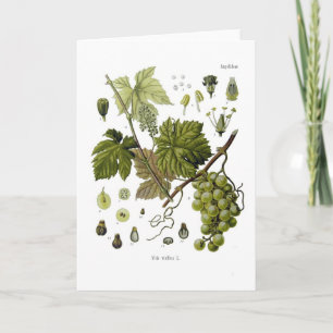 Grape vine card
