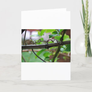 Grape Vine Card