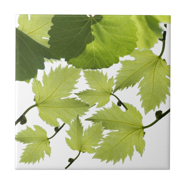 Grape Vine Green Leaves Tile (Front)