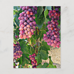 Grape Vine Postcard
