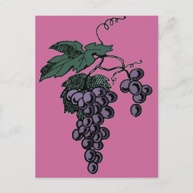 Grape Vines Postcard (Front)