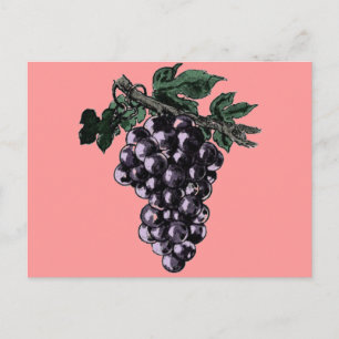 Grape Vines Postcard