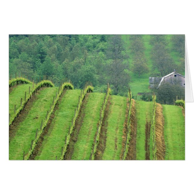 Grape Vineyards near Newberg Oregon (Front Horizontal)