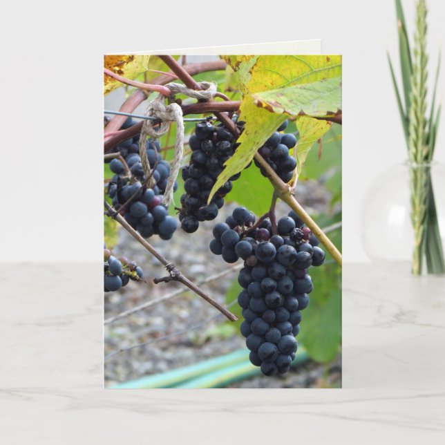 Grapes at a winery card (Front)