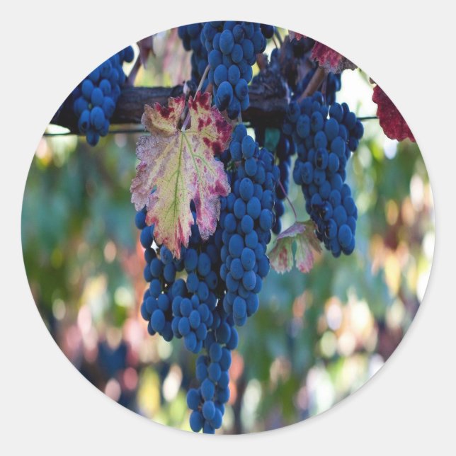 Grapes on a Vine Classic Round Sticker (Front)