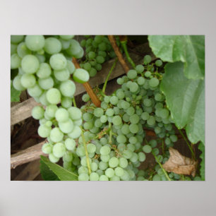 Grapes on the Vine Poster