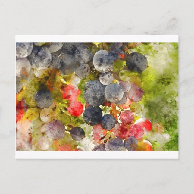 Grapes on the Vine ready to make Wine Postcard (Front)