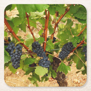 Grapes Paper Coaster