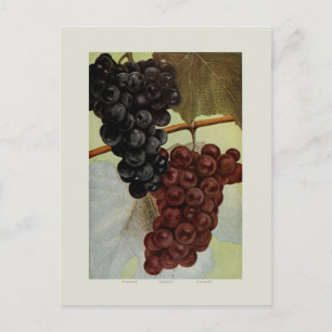 Grapes Postcard