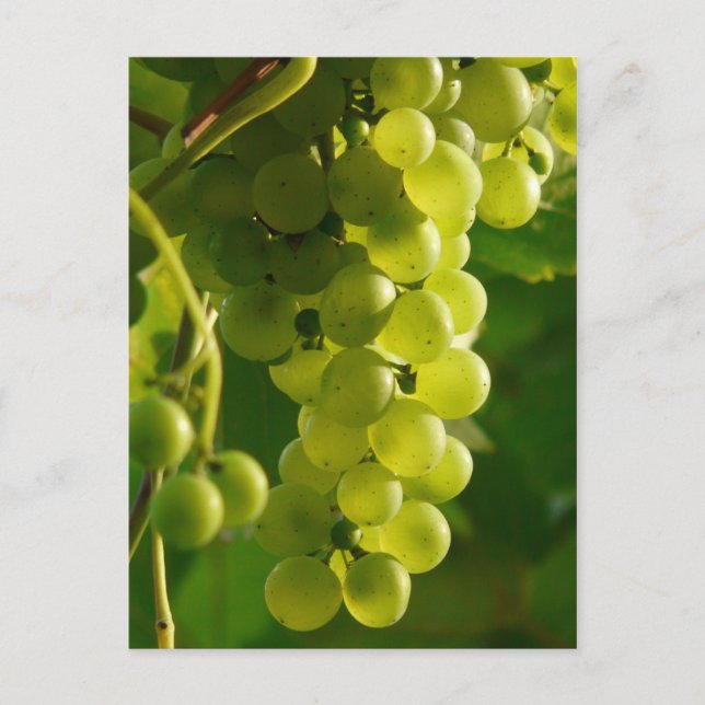 Grapes Postcard (Front)