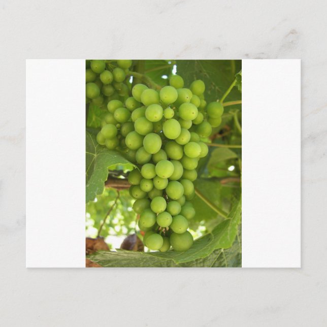 Grapes Postcard (Front)