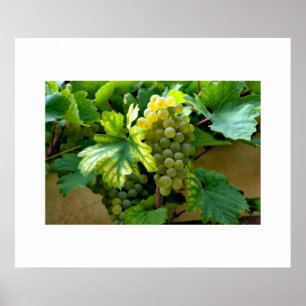 Grapes Poster