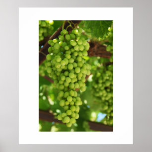 Grapes Poster