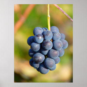 Grapes Poster