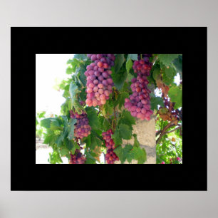 Grapes Poster
