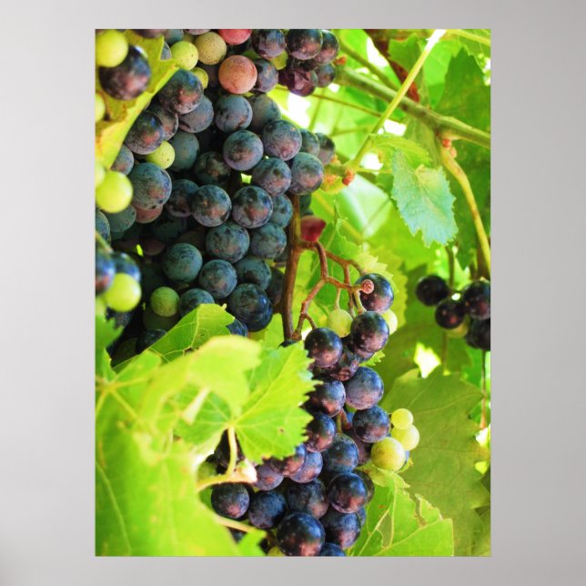 Grapes Print (Front)