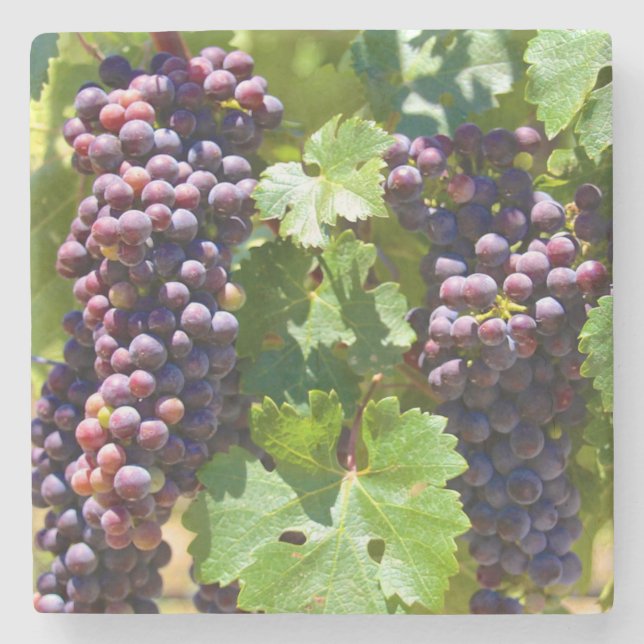 Grapes Stone Coaster (Front)