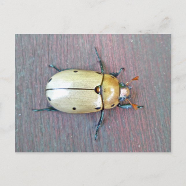 Grapevine Beetle (Pelidnota punctata) Series Postcard (Front)