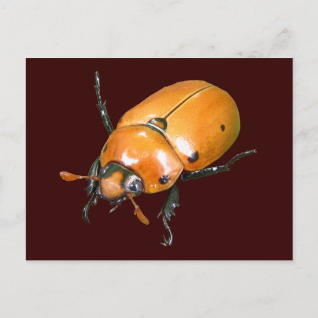 Grapevine Beetle ~ postcard (Front)