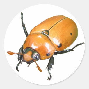Grapevine Beetle ~ sticker