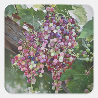 Grapevine Glory — Hyperrealistic Vineyard Art for Square Sticker