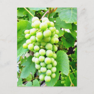 Grapevine Postcard