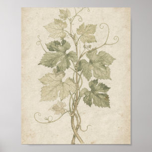Grapevine Tendrils and Leaves Botanical Art Poster