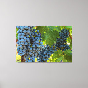 Grapevines Canvas Print