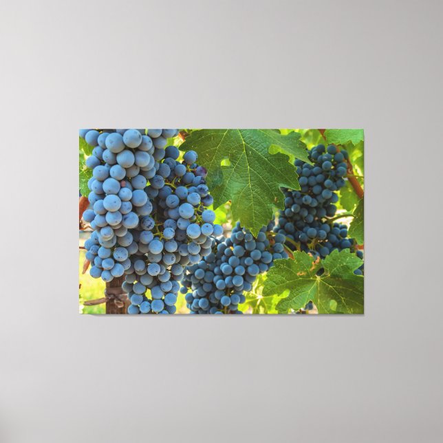 Grapevines Canvas Print (Front)