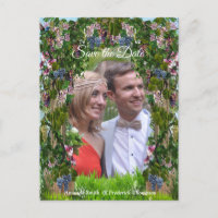 Grapevines, Honeysuckles & Hummingbirds