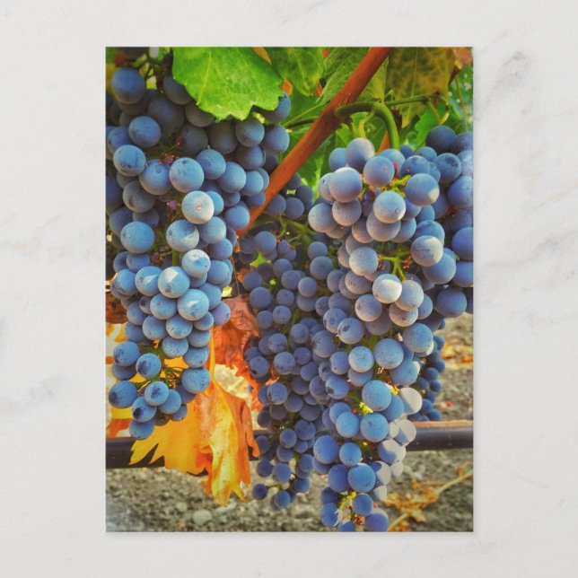 Grapevines in Napa Valley Postcard (Front)