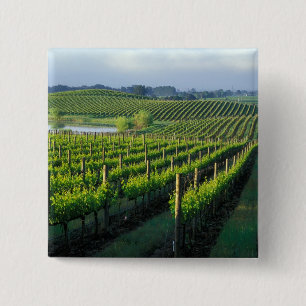 Grapevines in neat rows in California's Napa 2 Inch Square Button