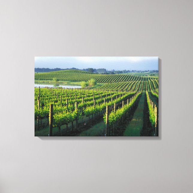 Grapevines in neat rows in California's Napa Canvas Print (Front)