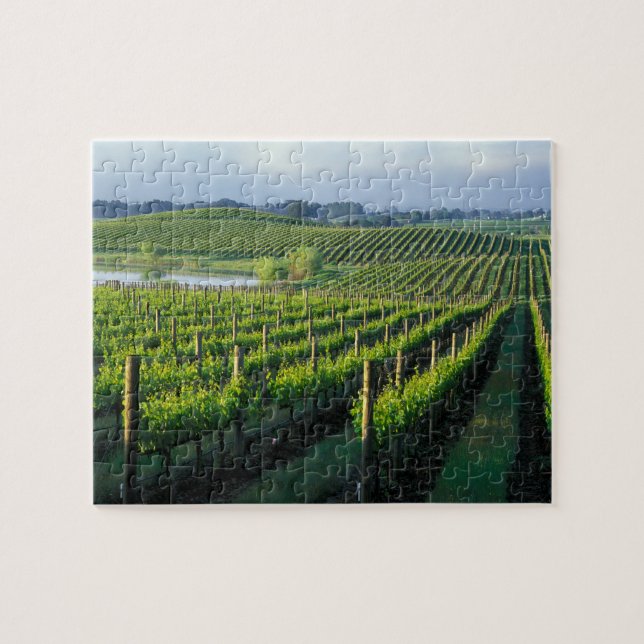 Grapevines in neat rows in California's Napa Jigsaw Puzzle (Horizontal)