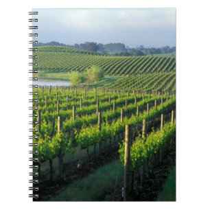 Grapevines in neat rows in California's Napa Notebook