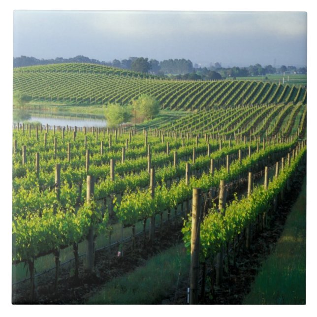 Grapevines in neat rows in California's Napa Tile (Front)
