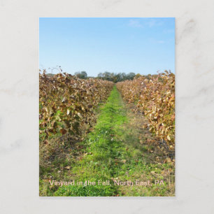 Grapevines in North East PA Postcard
