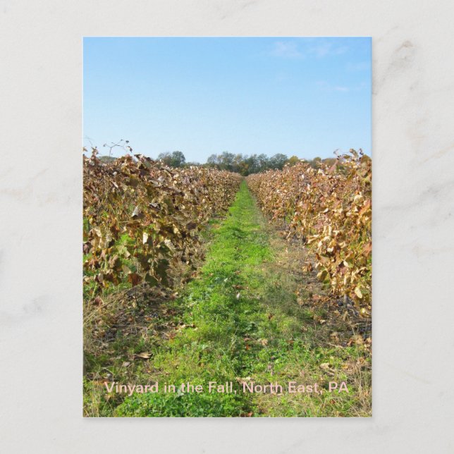 Grapevines in North East PA Postcard (Front)