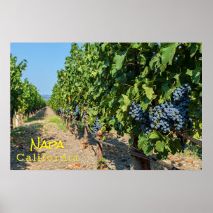 Grapevines  poster