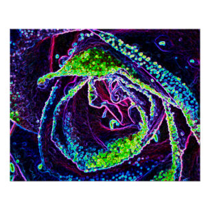 Graphic Black White Blue and Green Rose Detail Poster
