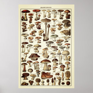 Graphique Champignons à imprimer Poster vintage