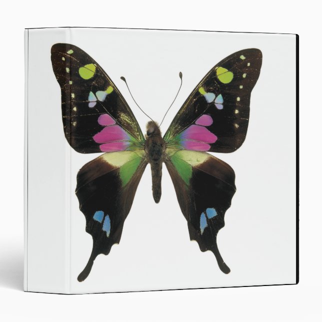 Graphium butterfly binder (Front/Spine)