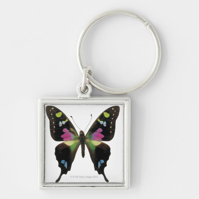 Graphium butterfly keychain (Front)