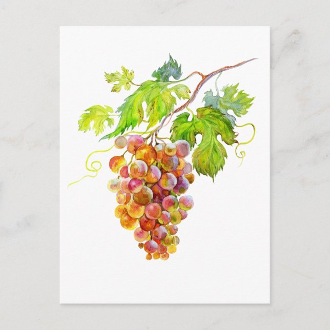 Grappe de raisin à l'aquarelle. Carte postale d'ar (Devant)