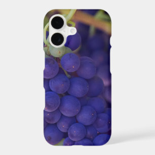 Grappes de raisin violet sur la vigne
