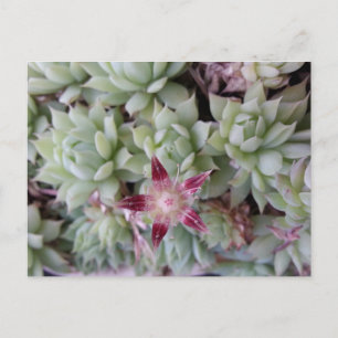 Graptopetalum macdougallii flower postcard