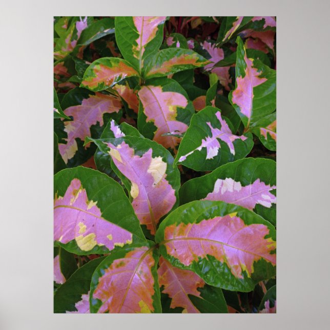 Graptophyllum Pictum Rosea Variegata Poster (Front)