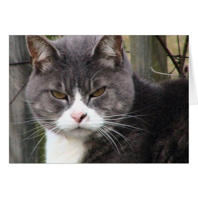 Gras Tabby GRUMPY (Devant horizontal)