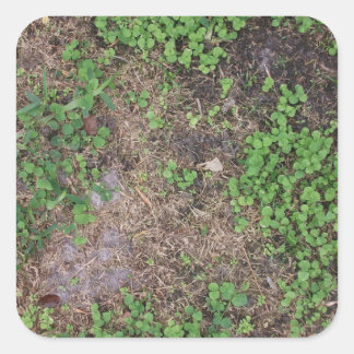 grass and dirt patch square sticker